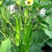 Lady Finger - Image 2